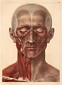 Face and neck muscles,1831 artwork