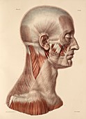 Head and neck muscles,1831 artwork