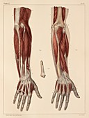 Muscles of the forearm,1831 artwork