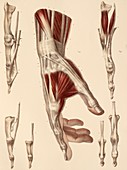Hand muscle anatomy,1831 artwork