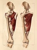 Thigh muscle anatomy,1831 artwork