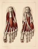 Plantar foot muscles,1831 artwork