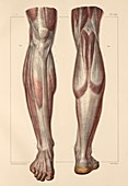 Fascia of the lower leg,1831 artwork