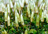 Moss spore capsules