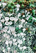 Cup lichen (Cladonia sp.)