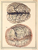 Brain and skull veins,1825 artwork
