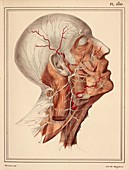 Face and neck nerves,1825 artwork