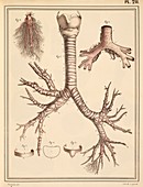 Bronchial lung anatomy,1825 artwork