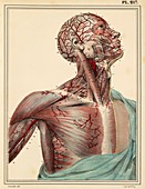 Head and chest arteries,1825 artwork