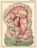 Intestinal arteries,1825 artwork