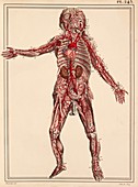 Child's arteries,1825 artwork