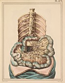 Intestinal lymph vessels,1825 artwork