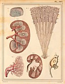 Kidney anatomy,1825 artwork