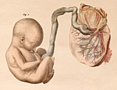 Foetal anatomy,1825 artwork