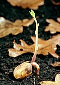 Oak (Quercus robur) acorn germinating