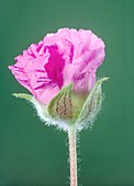 Rockrose (Cistus sp.) flower
