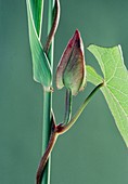 Hedge bindweed (Convolvulus sepium)