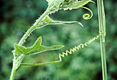 Red bryony (Bryonia dioica) tendril