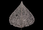 Dead black poplar (Populus nigra) leaf