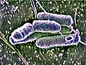 Pseudomonas bacteria,SEM
