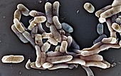 Salmonella bacteria,SEM