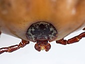 Engorged Ixodes tick