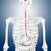 Oesophagus,artwork