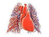 Heart-lungs circulatory system,artwork
