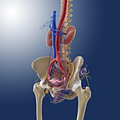 Female reproductive system,artwork