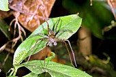 Male wandering spider