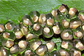 Glass frog eggs