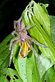 Wandering spider eating a frog