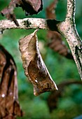 Owl butterfly chrysalis