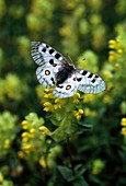 Apollo butterfly