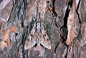 Pine-hawk moth camouflaged on tree bark