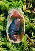 Small emperor moth chrysalis