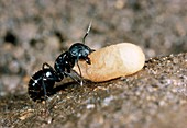 Carpenter ant with prey