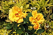 Rose (Rosa 'Casanova')