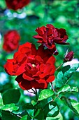Rose (Rosa 'Lily Marlene')