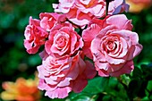Rose (Rosa 'Tickled Pink')