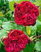 Rose (Rosa 'Leonardo Da Vinci')