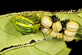 Platyphora leaf beetle brooding larvae