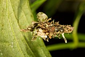 Bagworm larva