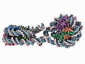 DNA tetranucleosome,molecular model