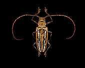Wallace's long-horn beetle