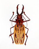 Longhorn beetle