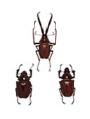 Darwin's beetles