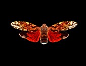 Lanternfly
