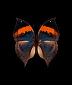 Orange oakleaf butterfly