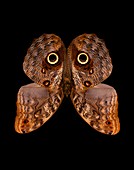 Brazilian owl butterfly